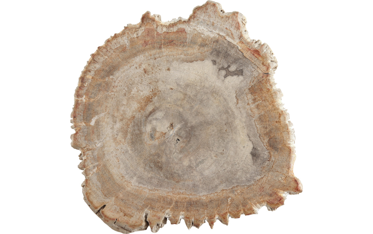 Platte 250 mm versteinertes Holz Accessoires