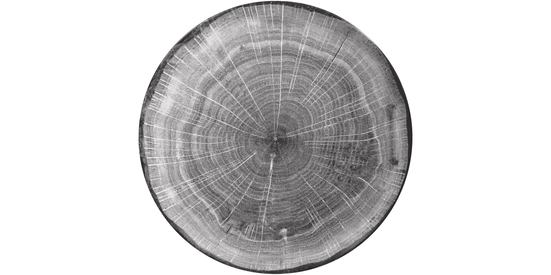 Coupteller flach 270 mm beech-grey Woodart