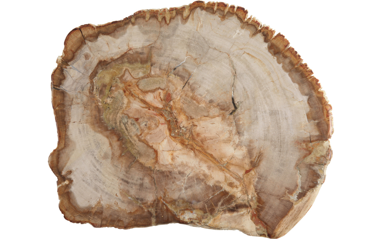Platte 300 mm versteinertes Holz Accessoires