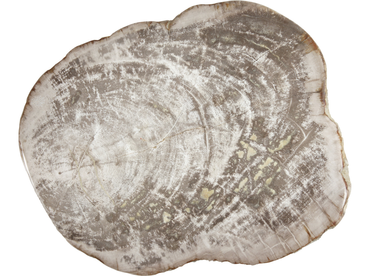 Platte 360 mm versteinertes Holz Accessoires