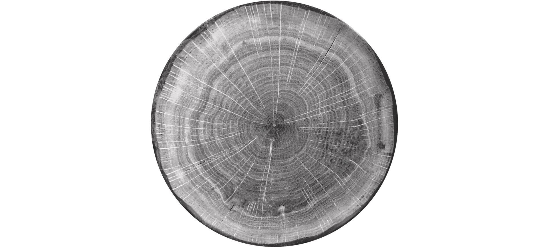 Coupteller flach 240 mm beech-grey Woodart